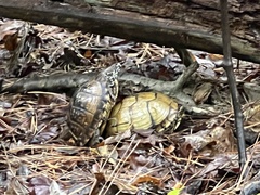 Terrapene carolina triunguis