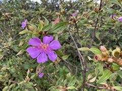Melastomeae
