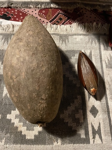 Pouteria sapota - Whole tree