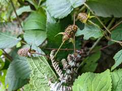 Rubus glaucus