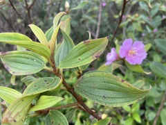 Melastomeae