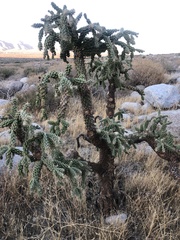 Cylindropuntia