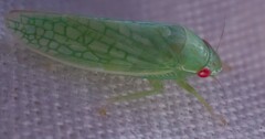 Gyponana