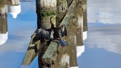 Anhinga novaehollandiae