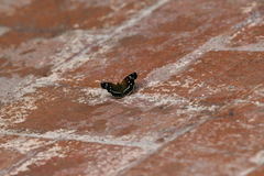 Anthanassa texana texana