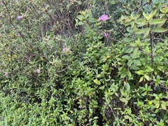 Melastomeae