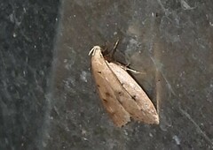 Machimia tentoriferella