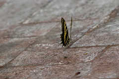 Papilio pilumnus
