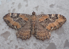 Rheumaptera meadii