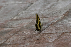Papilio pilumnus