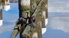 Anhinga novaehollandiae