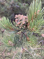 Pinaceae