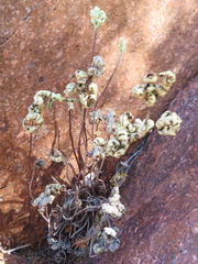 Notholaena standleyi