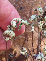 Notholaena standleyi