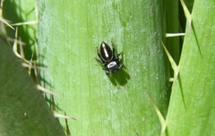 Dendryphantes