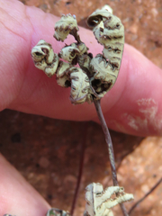 Notholaena standleyi