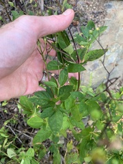 Scrophularia lanceolata