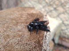 Neoxylocopa