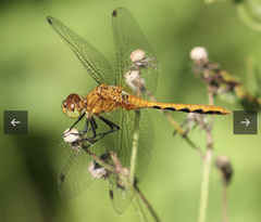 Sympetrum internum