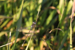 Lestes