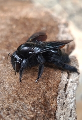 Neoxylocopa