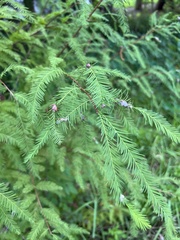 Taxodiomyia cupressiananassa