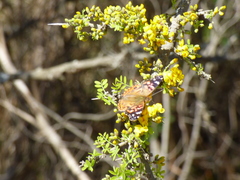 Vanessa braziliensis