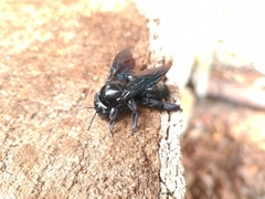 Neoxylocopa
