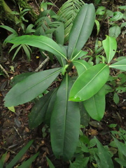 Primulaceae