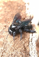 Neoxylocopa
