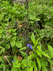 Cynoglossum amabile
