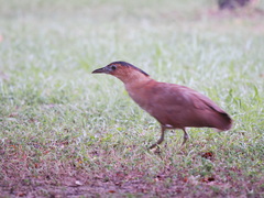 Gorsachius melanolophus