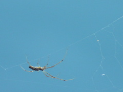 Tetragnatha laboriosa