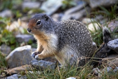 Urocitellus columbianus