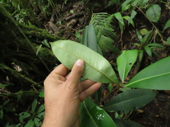 Primulaceae