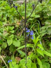 Cynoglossum amabile