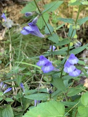 Scutellaria galericulata