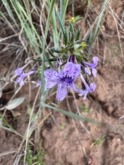 Ipomopsis multiflora