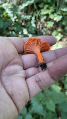 Cantharellus cinnabarinus