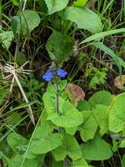 Cynoglossum amabile