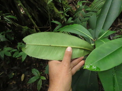 Primulaceae