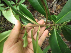 Primulaceae