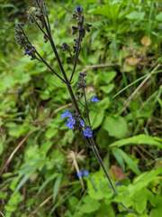 Cynoglossum amabile