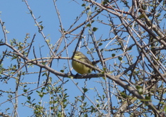 Stigmatura budytoides
