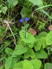 Cynoglossum amabile