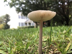 Amanita vaginata
