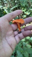 Cantharellus cinnabarinus