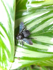 Thoracobombus