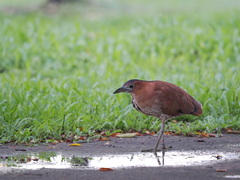 Gorsachius melanolophus