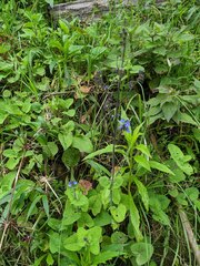 Cynoglossum amabile